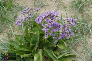 Limonium vulgare (1)